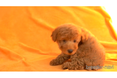 成約済の東京都のトイプードル-157959の5枚目